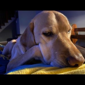 Meet your Posher, Meredith